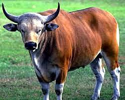 la doble clonacion de Banteng