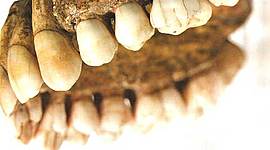 Timeline: HISTORIA DE LA ODONTOLOGÍA FORENSE/ALEJANDRA ROSSI