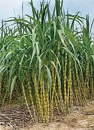 Sugar Cane