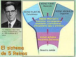 Cinco Reinos: Clasificación de Whittaker