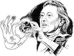 Dos Dominios y Cinco Reinos: Clasificación de Margullis