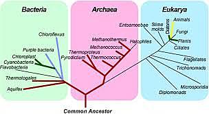 Tres Dominios y Seis Reinos: Clasificación de Woese