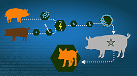 Timeline: HISTORIA DE LA CLONACION
