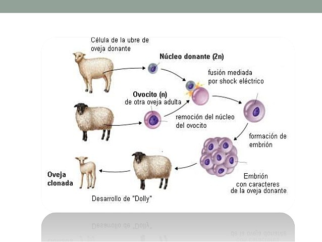 Primera oveja clonada