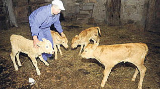 Clonación de terneros