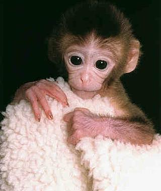 Clonación de primates