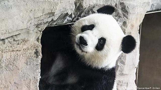 Entre diferentes especies