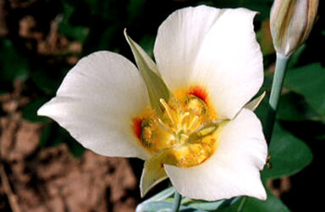 The state legislature  designated the sego lily as the State Flower