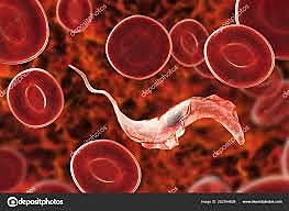 Trypanosoma Cruzi