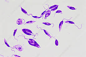 Leishmania donovani