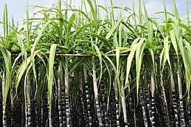 Sugar Cane