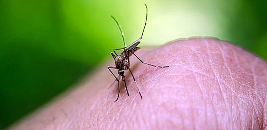 Fiebre amarilla: 100.000-150.000 muertes