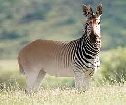 QUAGGA