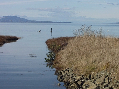 Whitney Dotson begins to explore the marsh with his friends.