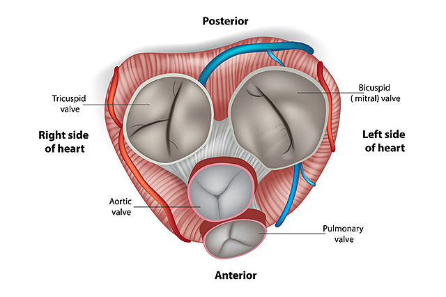 E. Cutler realizó la primera valvulotomía mitral, en Boston