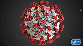 Timeline: el coronavirus en el cuerpo