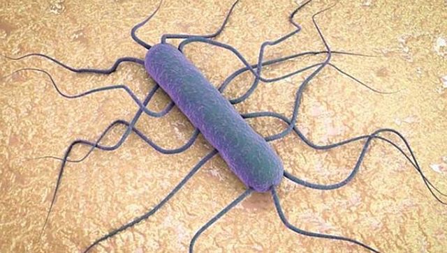 Último Descubrimiento