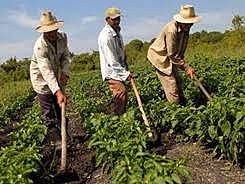 Desarrollo agro industrial y de agro exportaciones