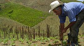 Timeline: Modernización Agrícola en Honduras