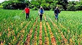 Timeline: Ley Modernización Agrícola en Honduras