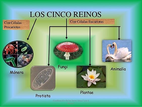 Sistema de cinco reinos