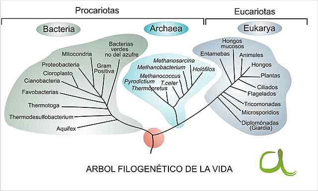 Avance en filogenia procariota