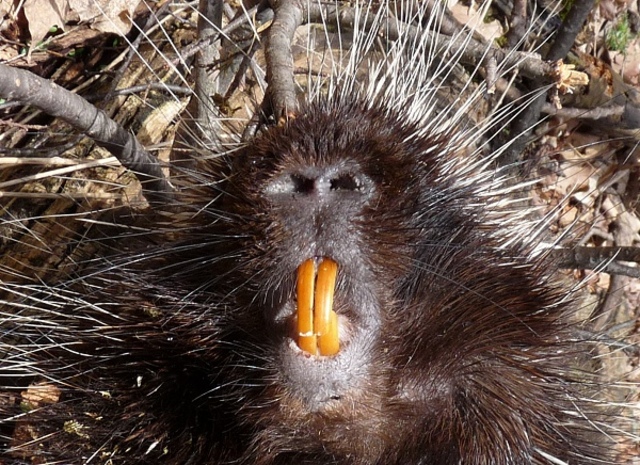 Porcupine attack!