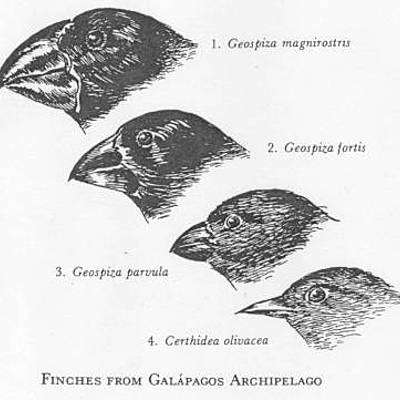 Timeline: Charles Robert Darwin (1809-1888)