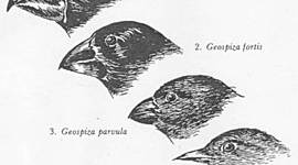 Timeline: Charles Robert Darwin (1809-1888)