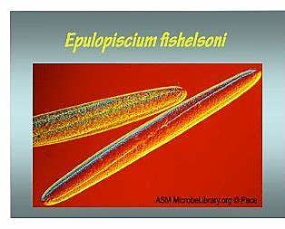 Clements & Bullivant