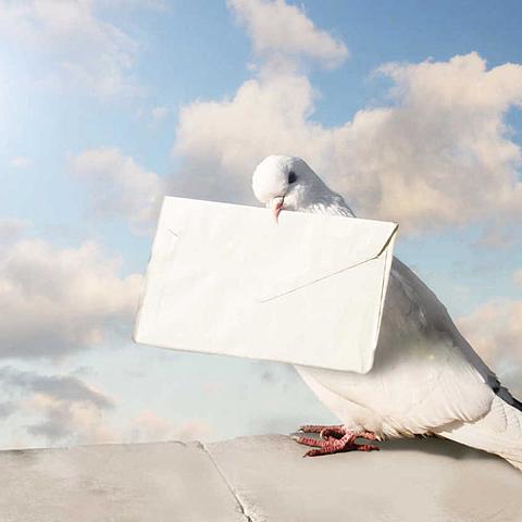 19th century: Pigeons