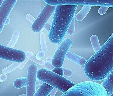 Legionella Pneumophila