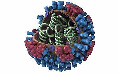 Caracterización H1N1