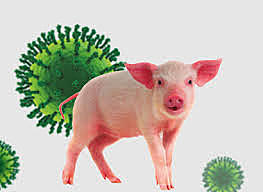 GRIPE PORCINA:SÍNTOMAS