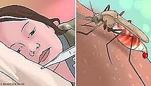 ¿Cuántas muertes tuvo la fiebre amarilla?