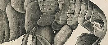 Micro grafía de Hooke