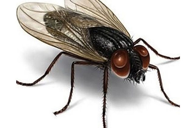 La mosca que hizo historia