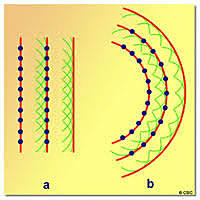 La teoría de la luz