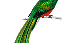 Timeline: SISTEMA DE SALUD DE GUATEMALA