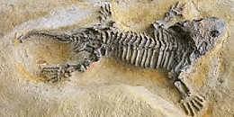 PERIODO  PERMICO 299 a 251 m.a ERA PALEOZOICA