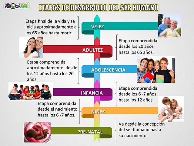 ETAPAS DEL DESARROLLO HUMANO