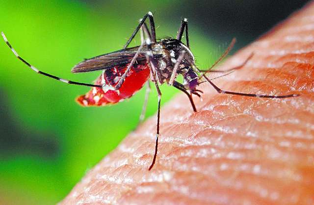 ¡Zancudos! ¿Pata de Gallina? 1974.