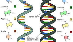 ADN: Material genético.