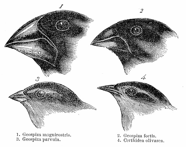 Finches in the Galapagos