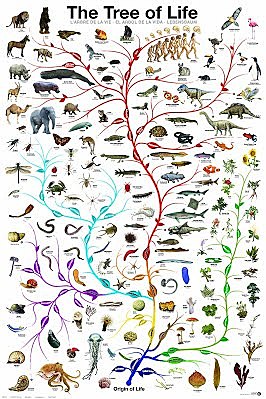 theory of common ancestry