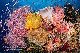 Coral Reefs