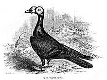 1868 Published "The Variation of Plans and Animals"