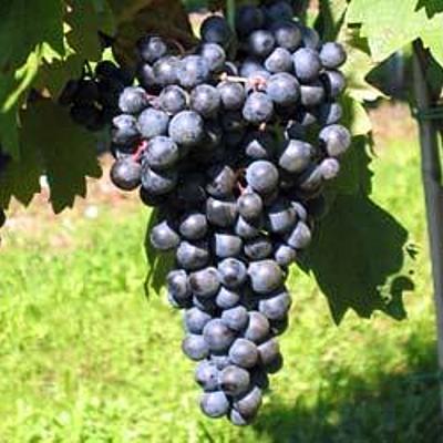 Timeline: Cronograma ViTIColas