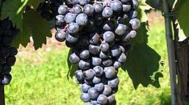 Timeline: Cronograma ViTIColas