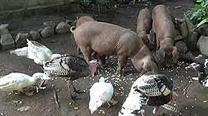 Nuevo emprendimiento